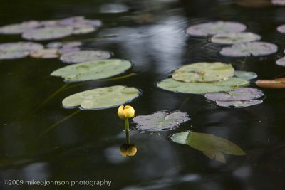 043-Lilly Pads