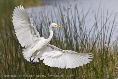 Egret Landing on my Pond