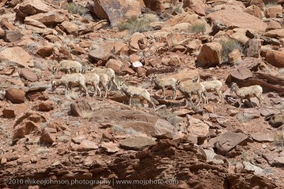 011-Desert Bighorn Sheep