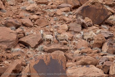 013-Desert Bighorn Sheep