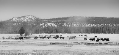 Bison in early morning