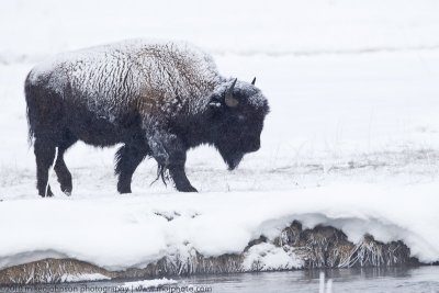 Bison in Snowstorm