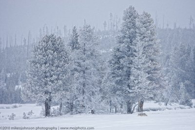 004-Coyote in Winter Scene