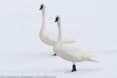 006-Snow Covered Swans