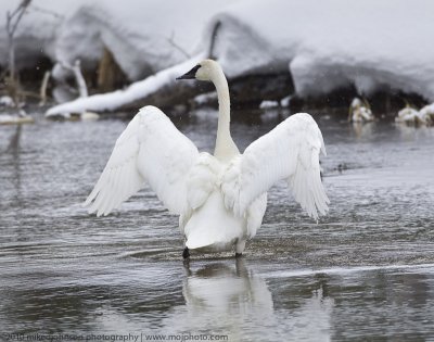 018-Swan