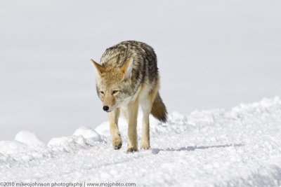 020-Coyote Walking My Way