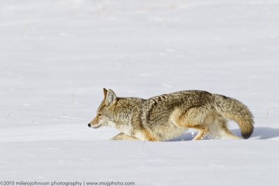021-Coyote in Deep Snow