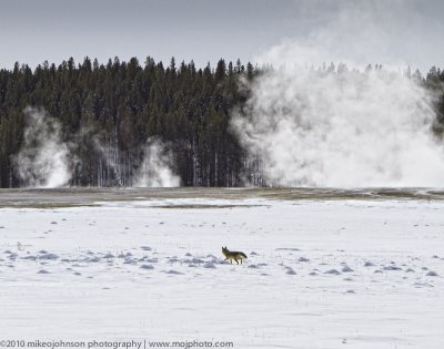023-Coyote in Yellowstone.jpg
