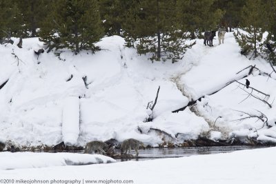 025-Wolves on an Elk Carcass