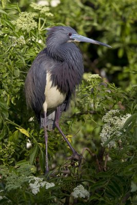 003-Tri-Color Heron