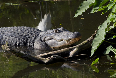 005-Alligator Mating Call