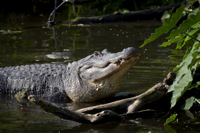 006-Alligator Mating Call II