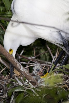 014-New Born Egret Chick