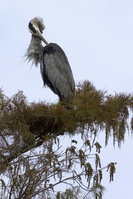 GBH Morning Preen