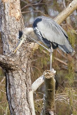 GBH scratching