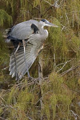 GBH Wing Stretch