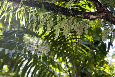 Spider web in sunlight