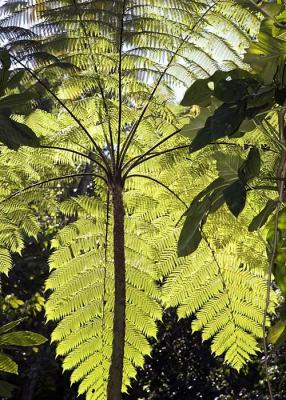 Big ferns