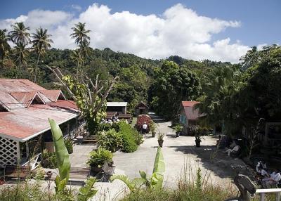 Cocoa plantation