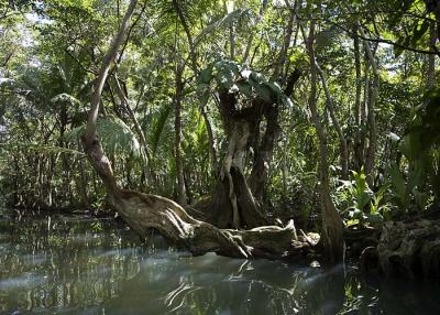 Exotic foilage on the river