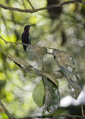 Hummingbird