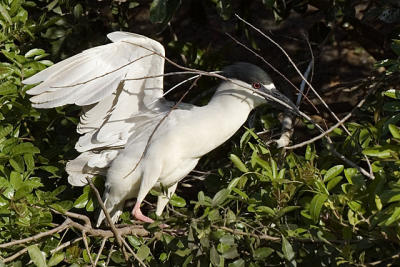 Black Crowned Night Heron