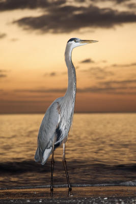 GBH Enjoys Sunset on Bonita Beach