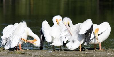 White Pelicans