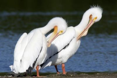 White Pelicans preening