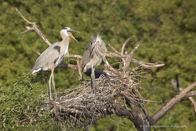 Another nest