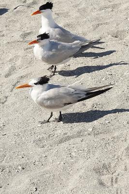 Royal Terns, Venice Beach