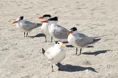 Royal Terns, Venice Beach