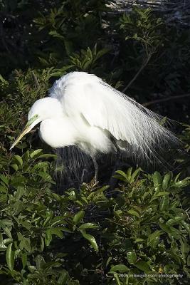 Great White Egret with breeding plumage
