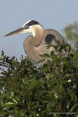 Great Blue Heron Portrait