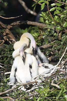 Anhinga nest