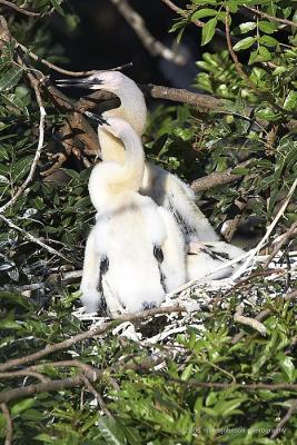 Anhinga nest