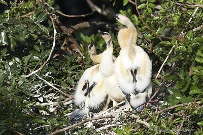 Anhinga nest