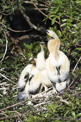 Anhinga nest