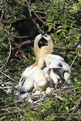 Anhinga nest