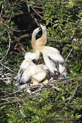 Anhinga nest