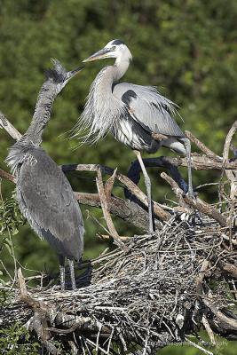Great Blue Heron nest