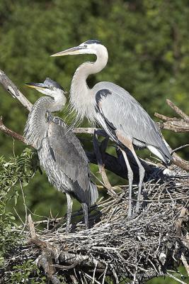 Great Blue Heron nest