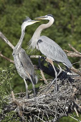 Great Blue Heron nest
