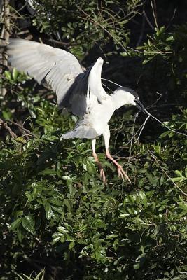 Black Crowned Night Heron
