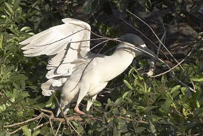 Making a nest