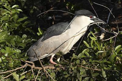 Making a nest