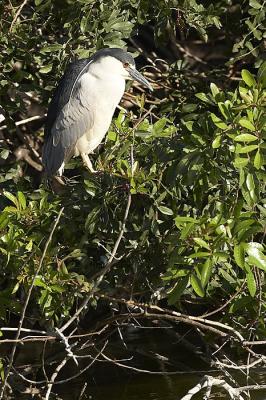 Black Crowned Night Heron
