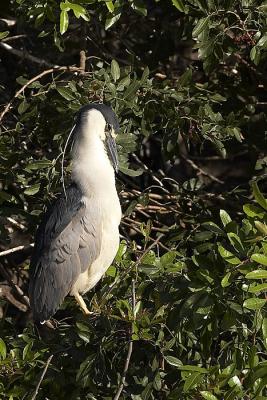 Black Crowned Night Heron
