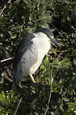 Black Crowned Night Heron