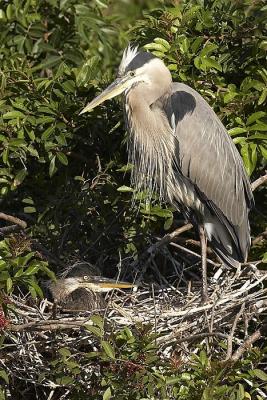 Great Blue Heron nest